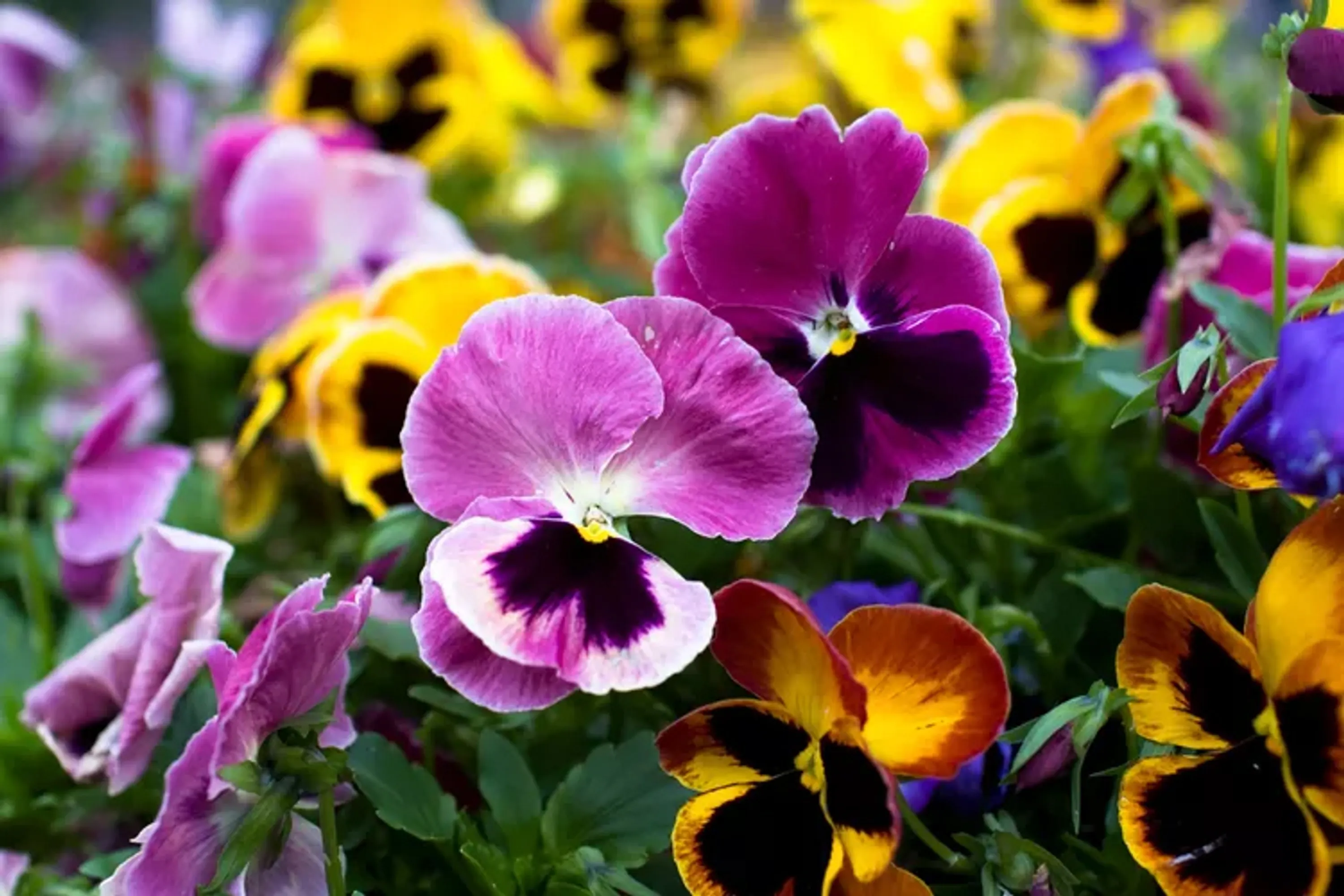 03 cool wave pansy colorful flowers cool wave pansy getty 0723 b3f0dffcfe854216bf15d2c69c841b05 copy