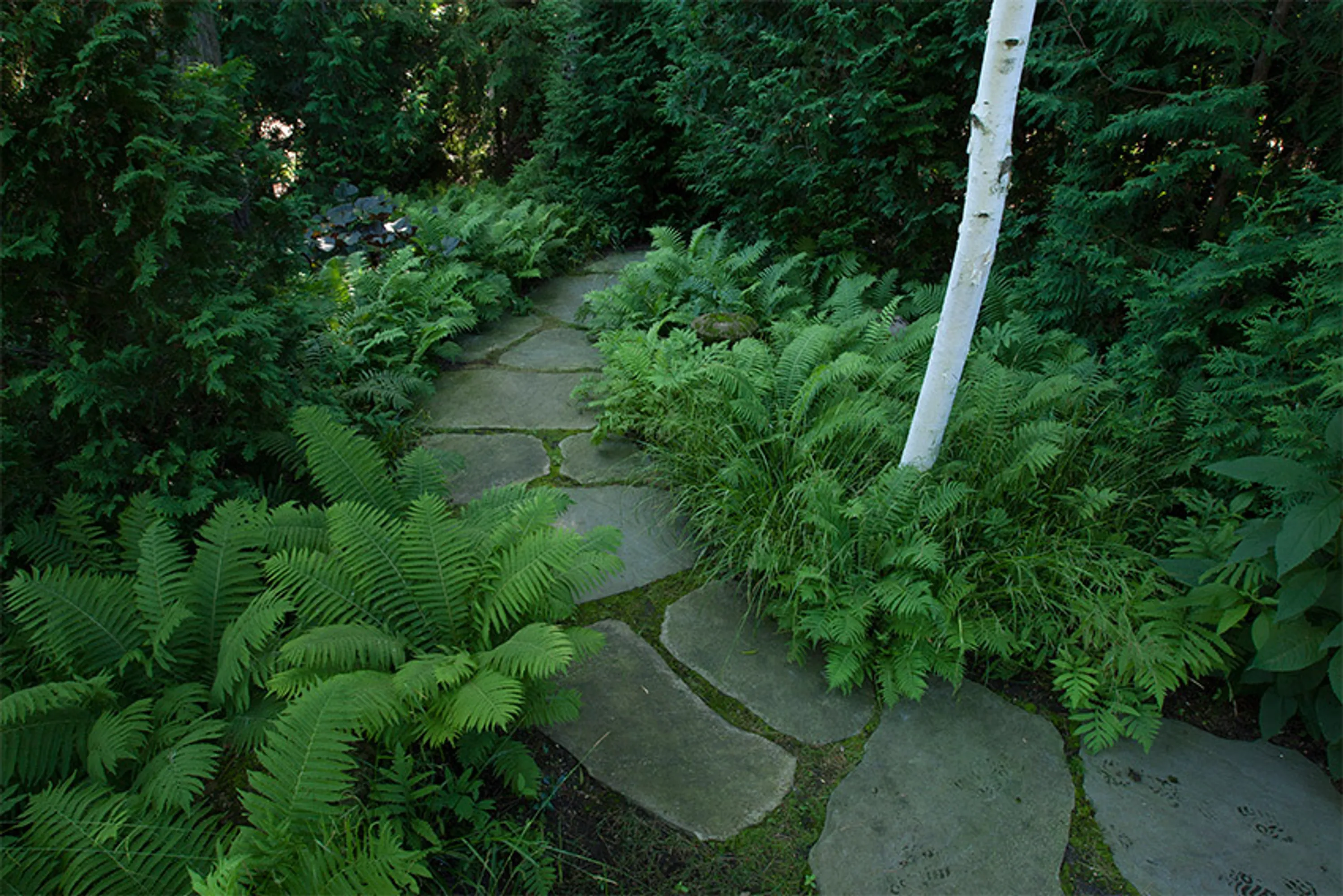 2 green fern tips for shade garden blog hoerrschaudt