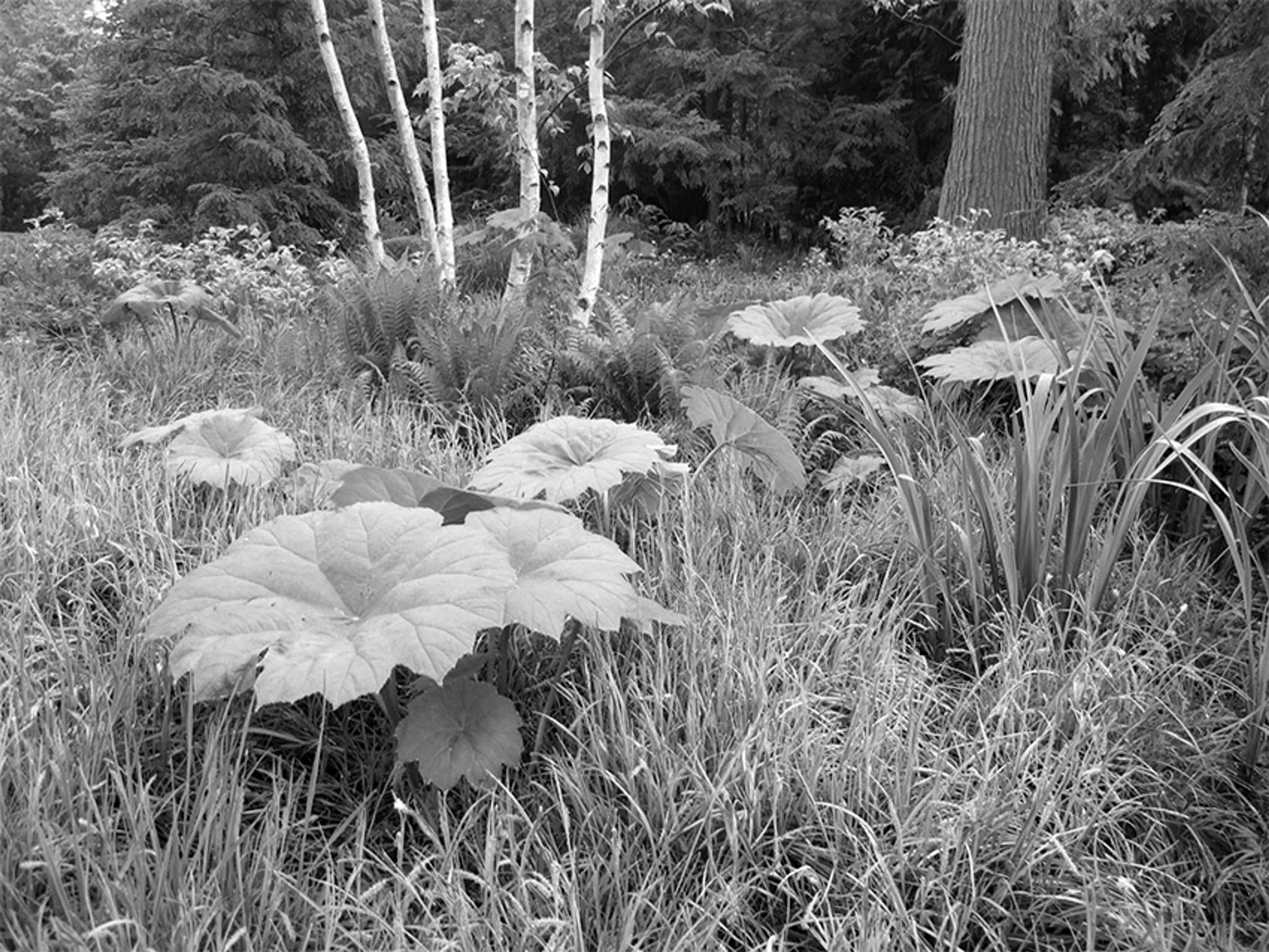 5 foliage plant black and white tips for shade garden blog hoerrschaudt
