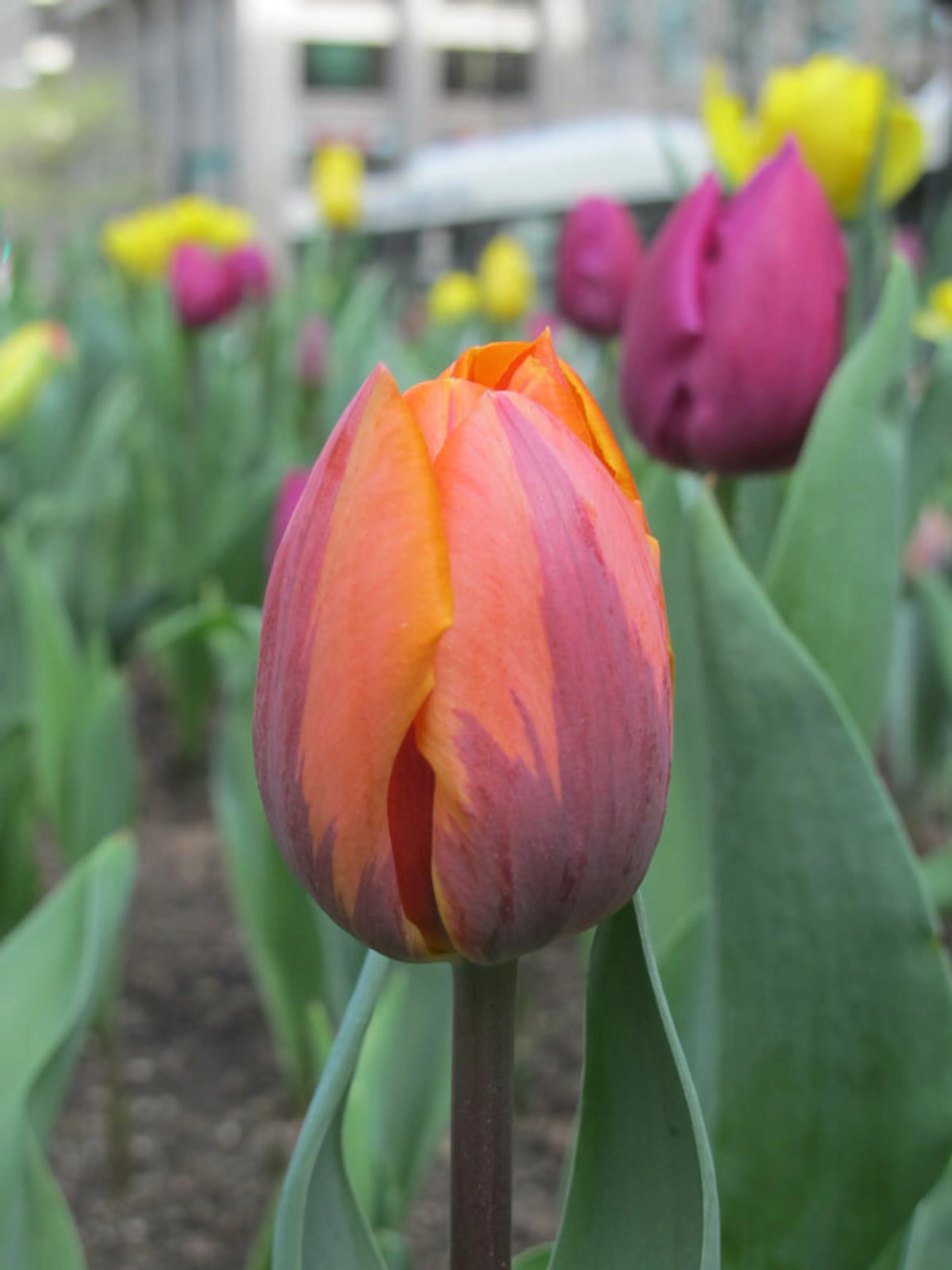 7 glamour tulip spring like no other blog hoerrschaudt
